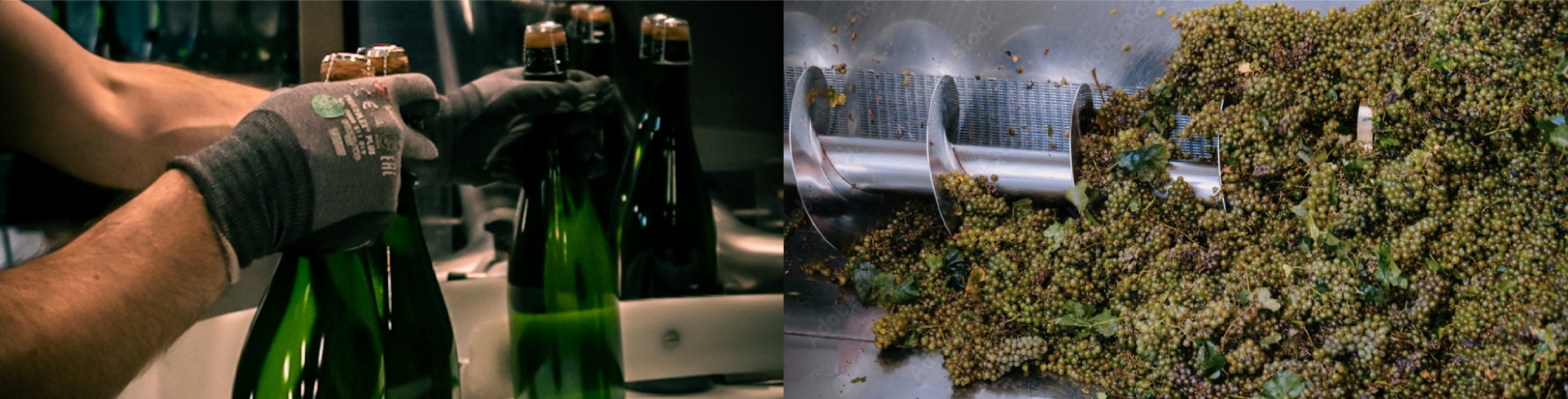 Groupe 271 culture du vin